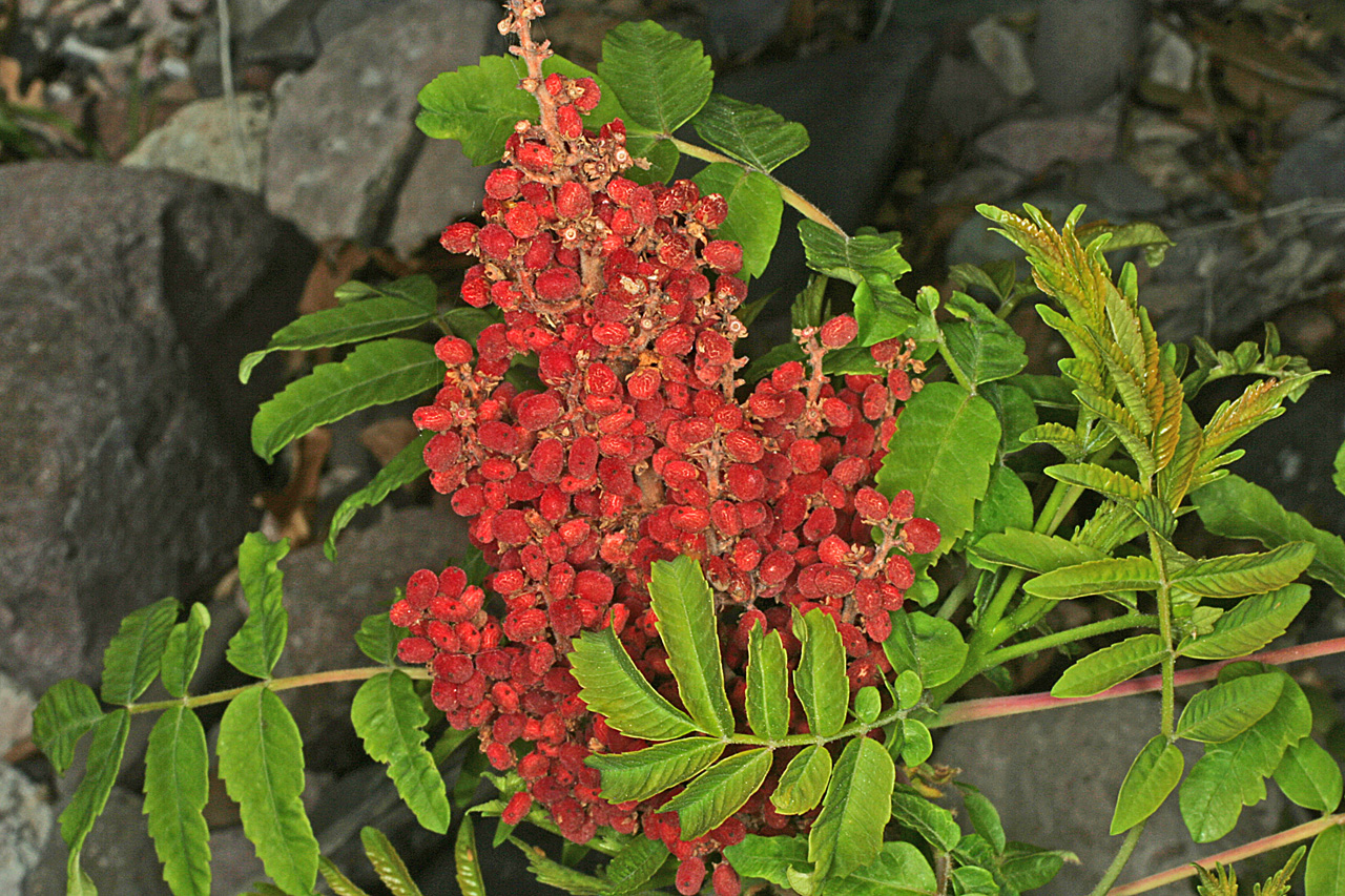 Vascular Plants of the Gila Wilderness Rhus glabra