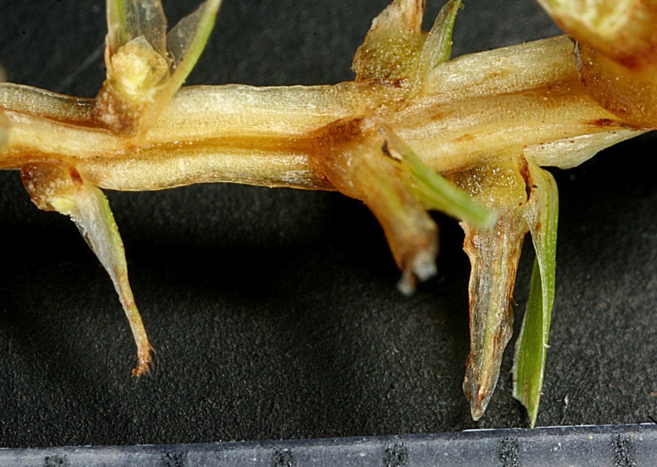 Vascular Plants of the Gila Wilderness-- Cyperus esculentus