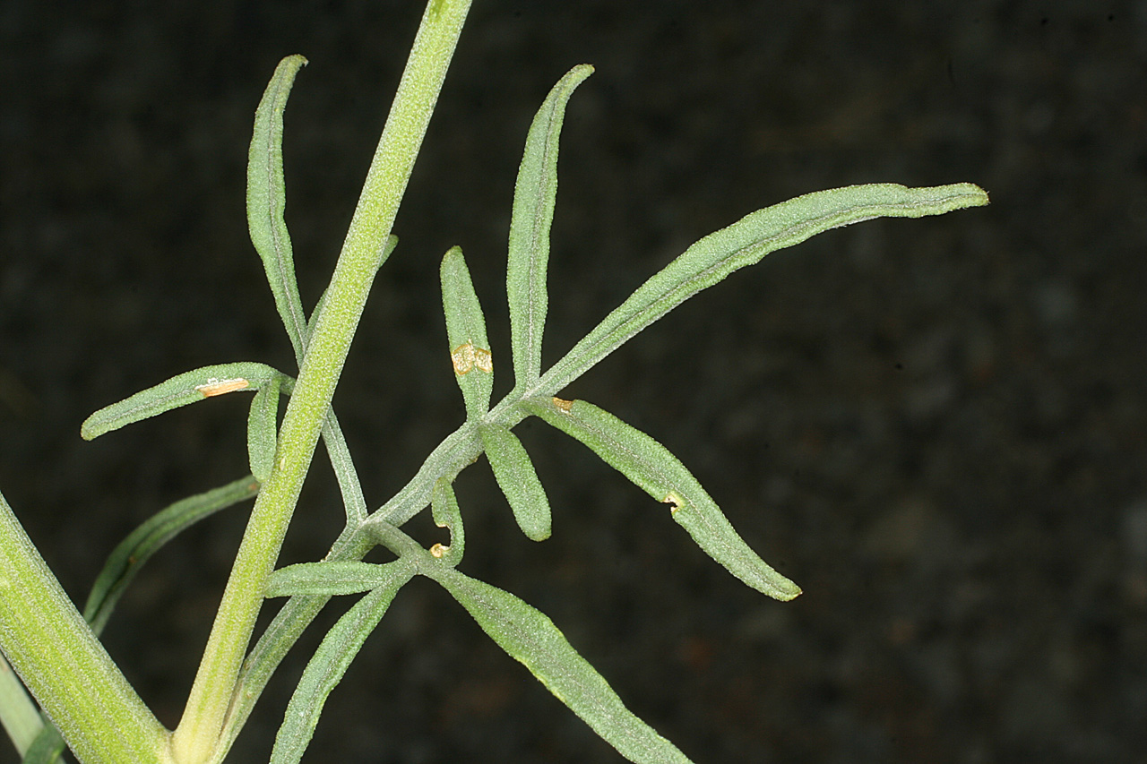 Vascular Plants of the Gila Wilderness-- Hymenothrix wislizeni