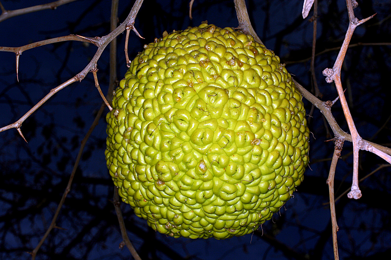 Fruit cahoteux vert de l'arbre