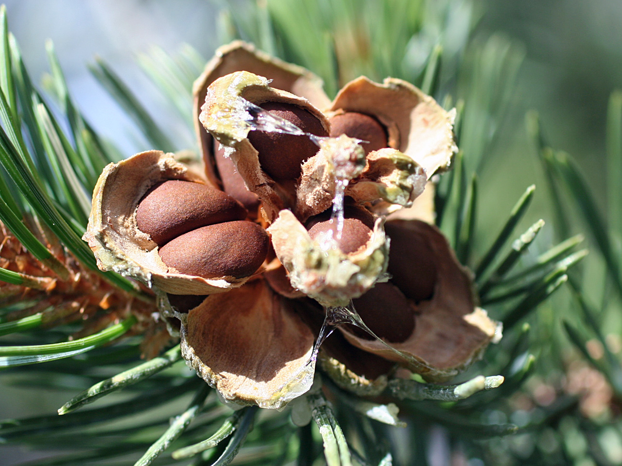 Как называется дерево семена которого кедровые орехи. Сосна съедобная Pinus edulis. Сосна съедобная колорадская. Сибирский кедр орехи кедровые. Тайга кедр дерево орешки.