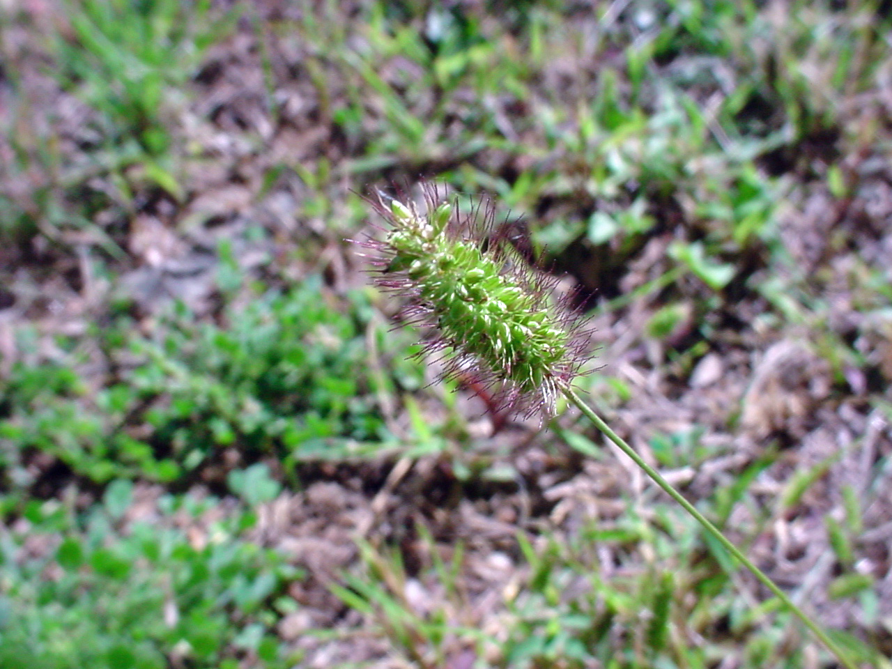 Details about   100Pc Setaria Viridis Seeds Plants Grass Nature Сereal Health Green Bristlegrass 