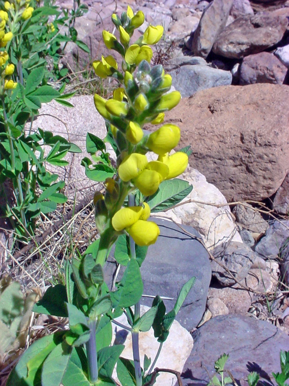 Vascular Plants of the Gila Wilderness-- Thermopsis rhombifolia var ...