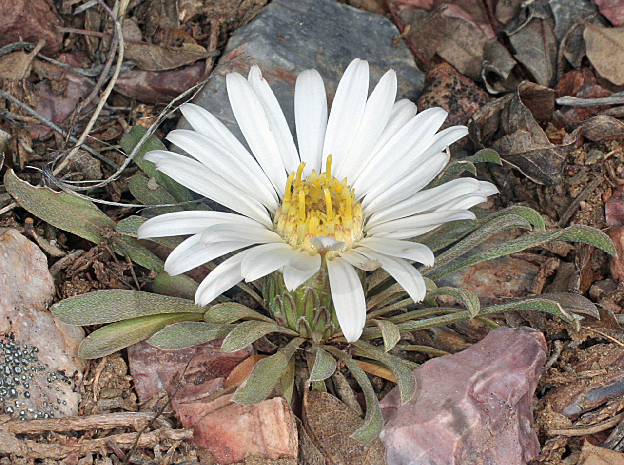 Vascular Plants of the Gila Wilderness-- Townsendia exscapa