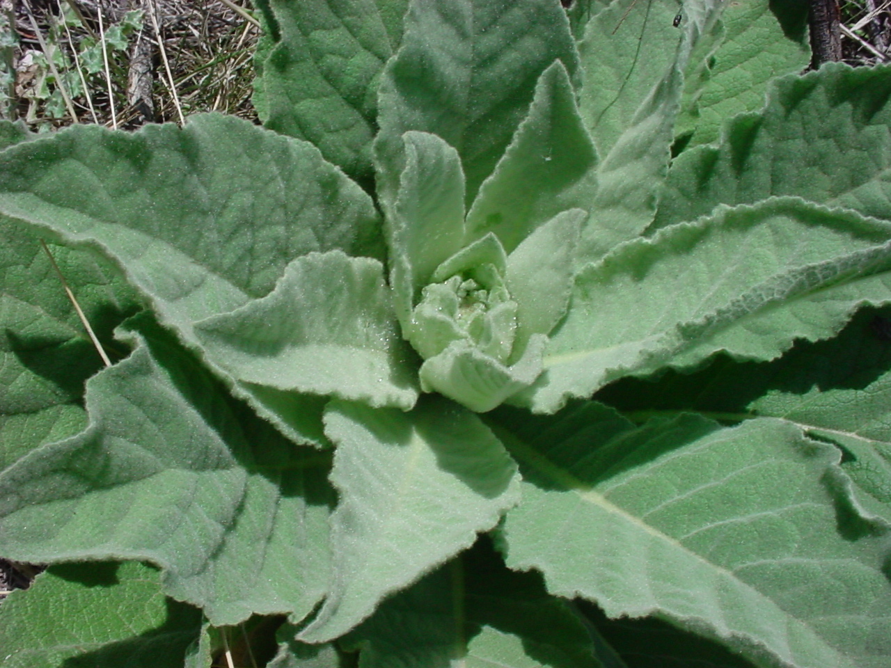 vascular plants of the gila wilderness-- verbascum thapsus