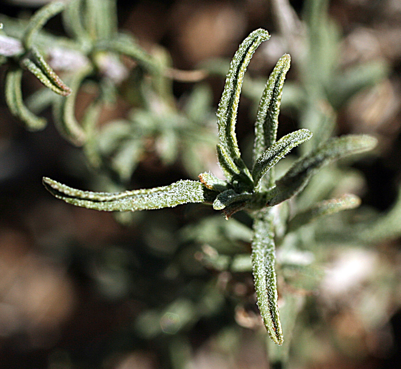 Vascular Plants of the Gila Wilderness-- Zinnia acerosa