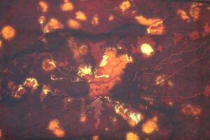 SCOBY_Claire_Blanchette