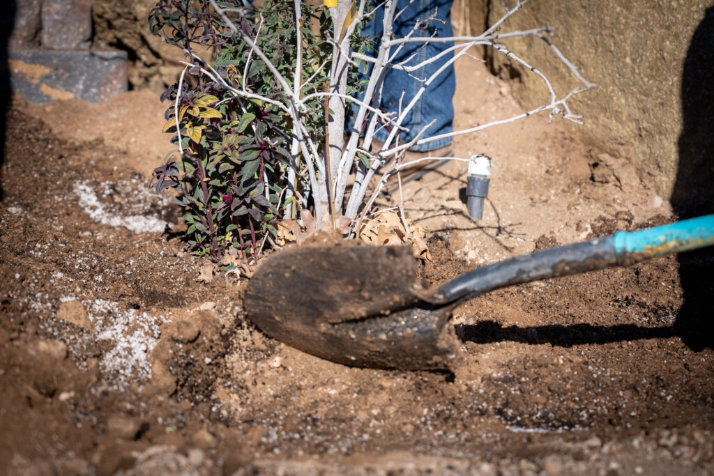 Shovels and dirt with a tree ready to plant