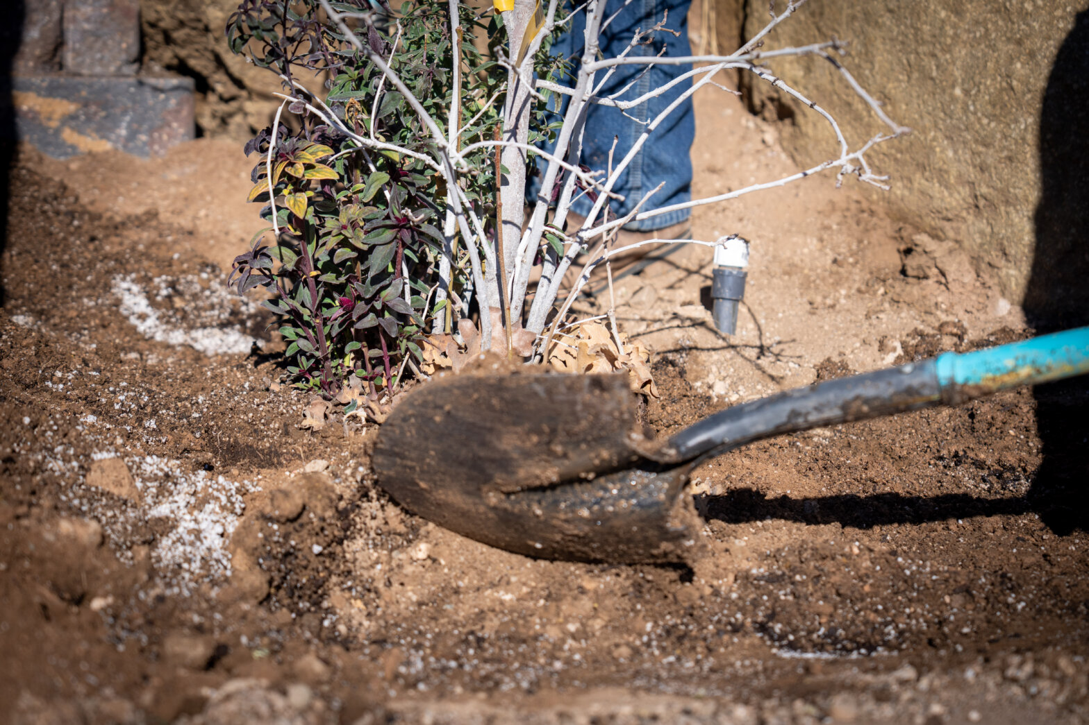 Shovels and dirt with a tree ready to plant